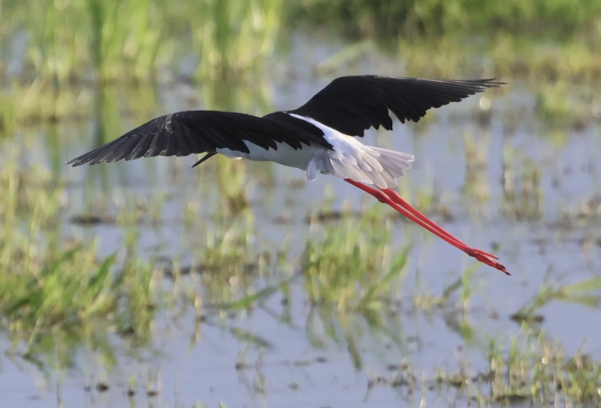 Ходулочник - ML646406683