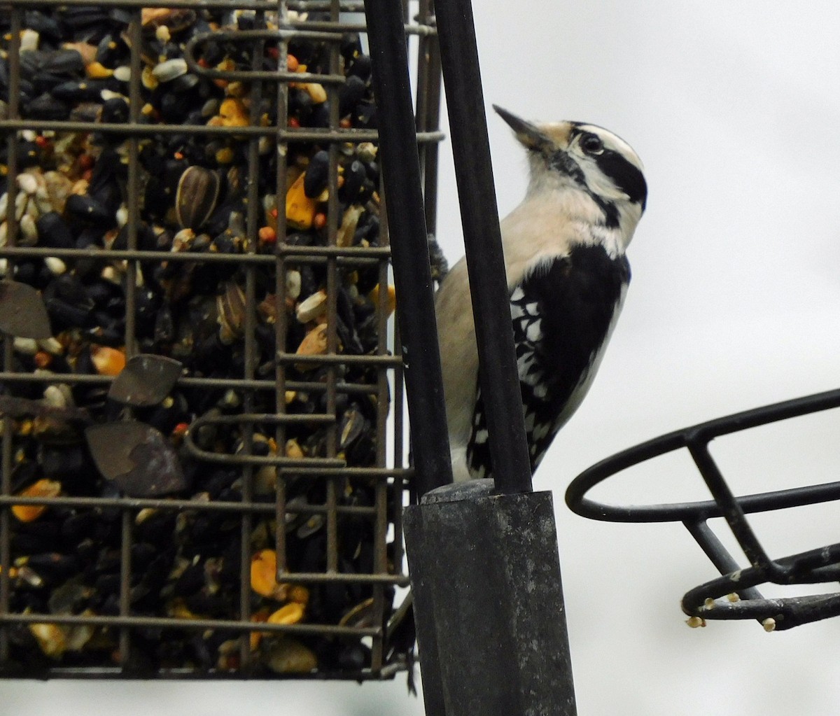 Downy Woodpecker - ML646406684