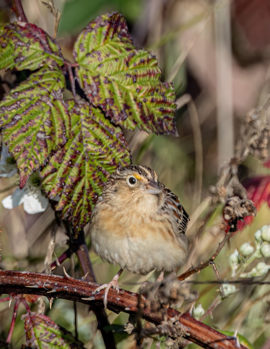 Grasshopper Sparrow - ML646406687