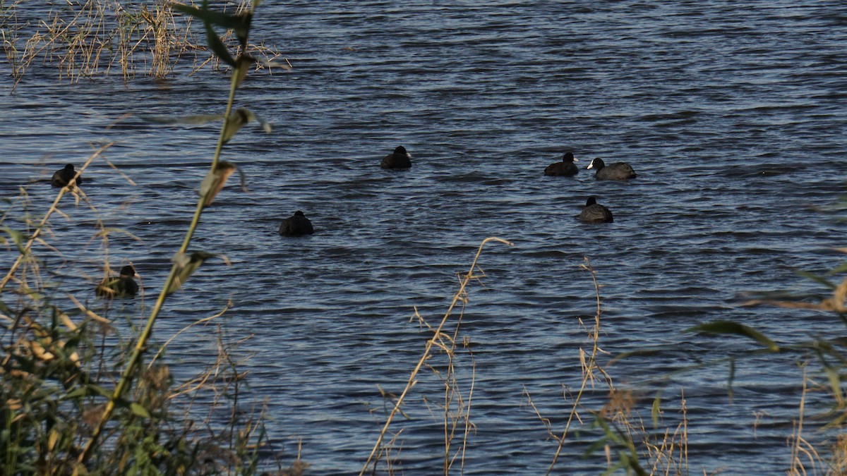 Eurasian Coot - ML646406688