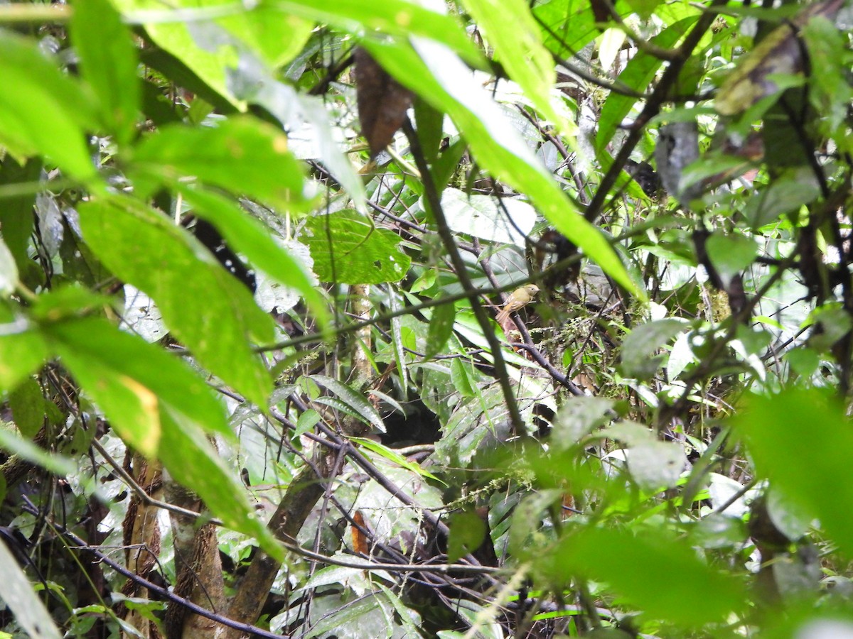 Ochre-bellied Flycatcher - ML646406689