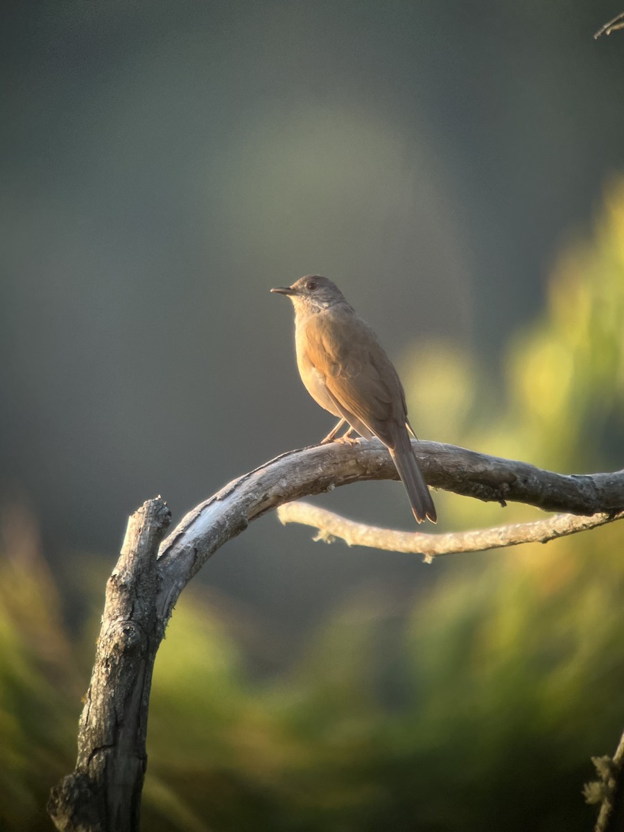 Pale-breasted Thrush - ML646406690
