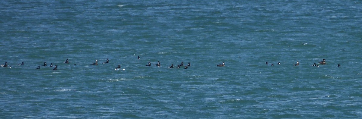 Lesser Scaup - ML646406691