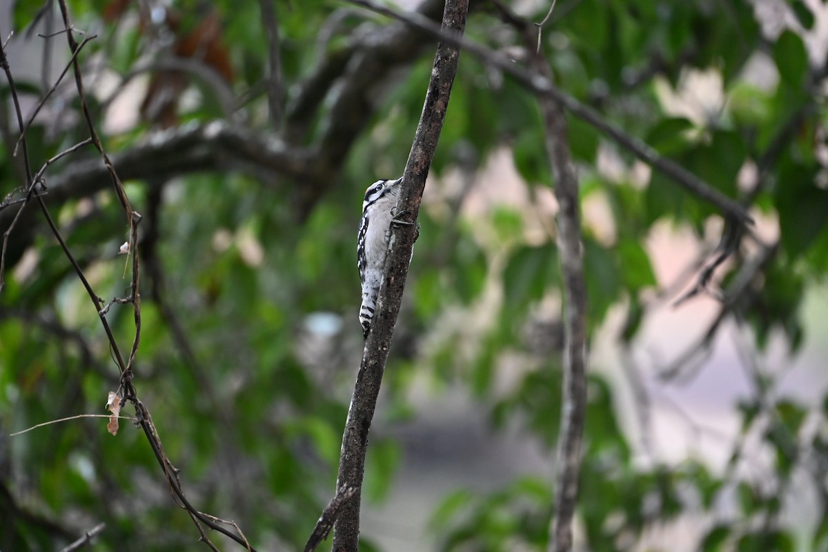 Downy Woodpecker - ML646406692