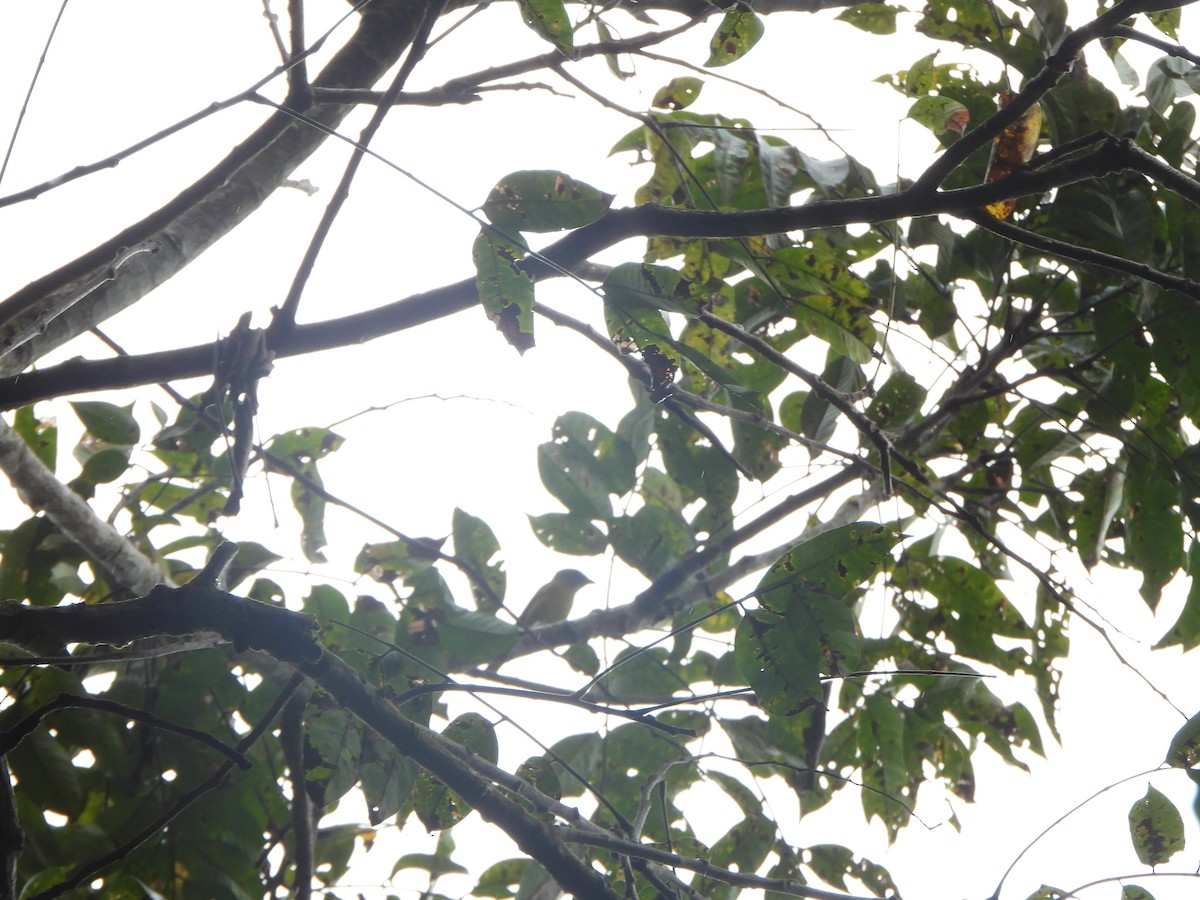 Yellow-green Tyrannulet - ML646406694