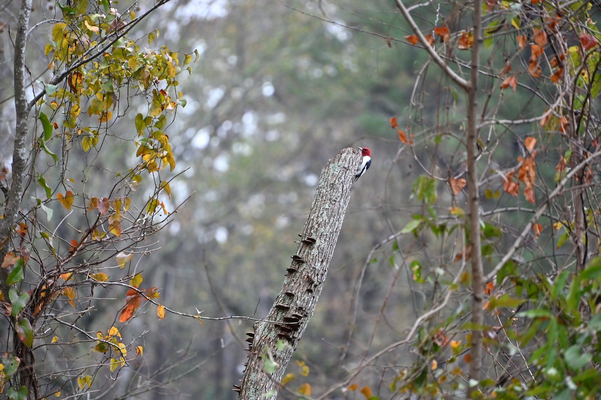 Red-headed Woodpecker - ML646406695