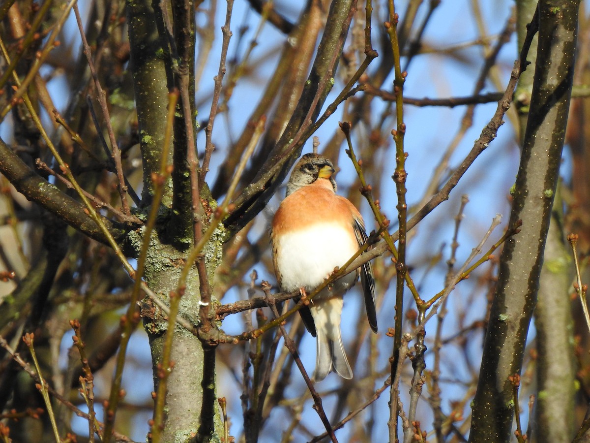 Brambling - ML646406696