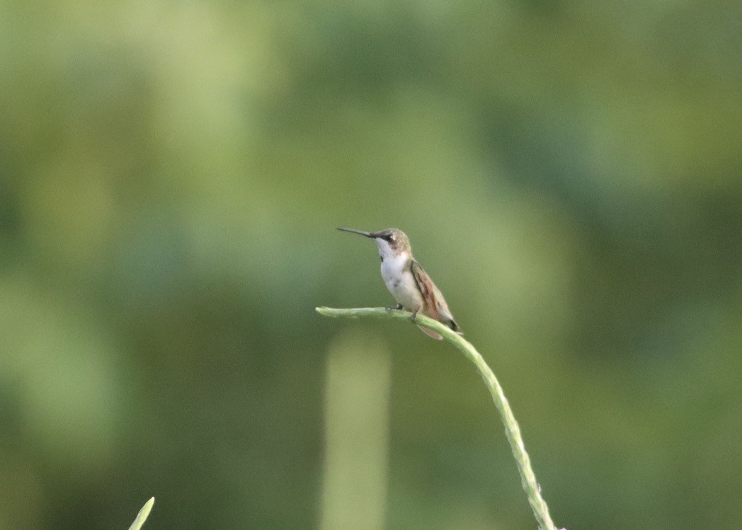 Колібрі рубіновогорлий - ML646406697