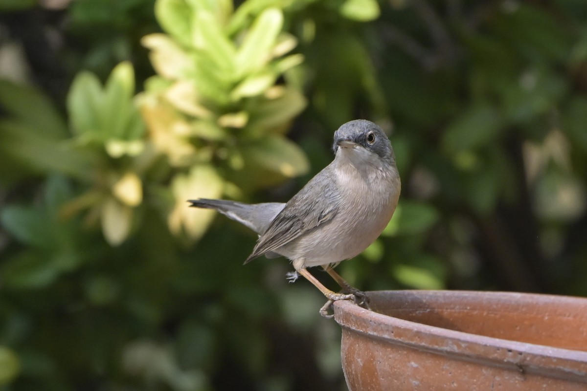 Menetries's Warbler - ML646406698