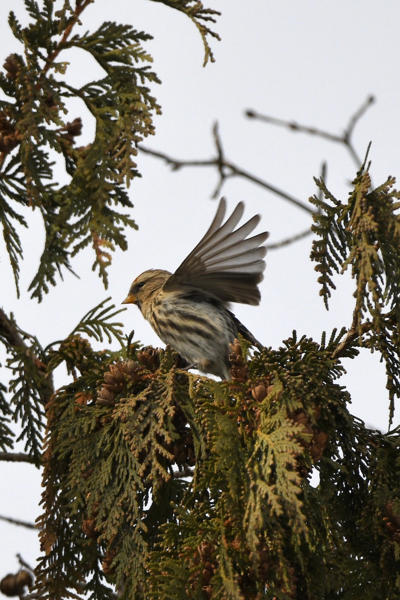 Redpoll - ML646406699