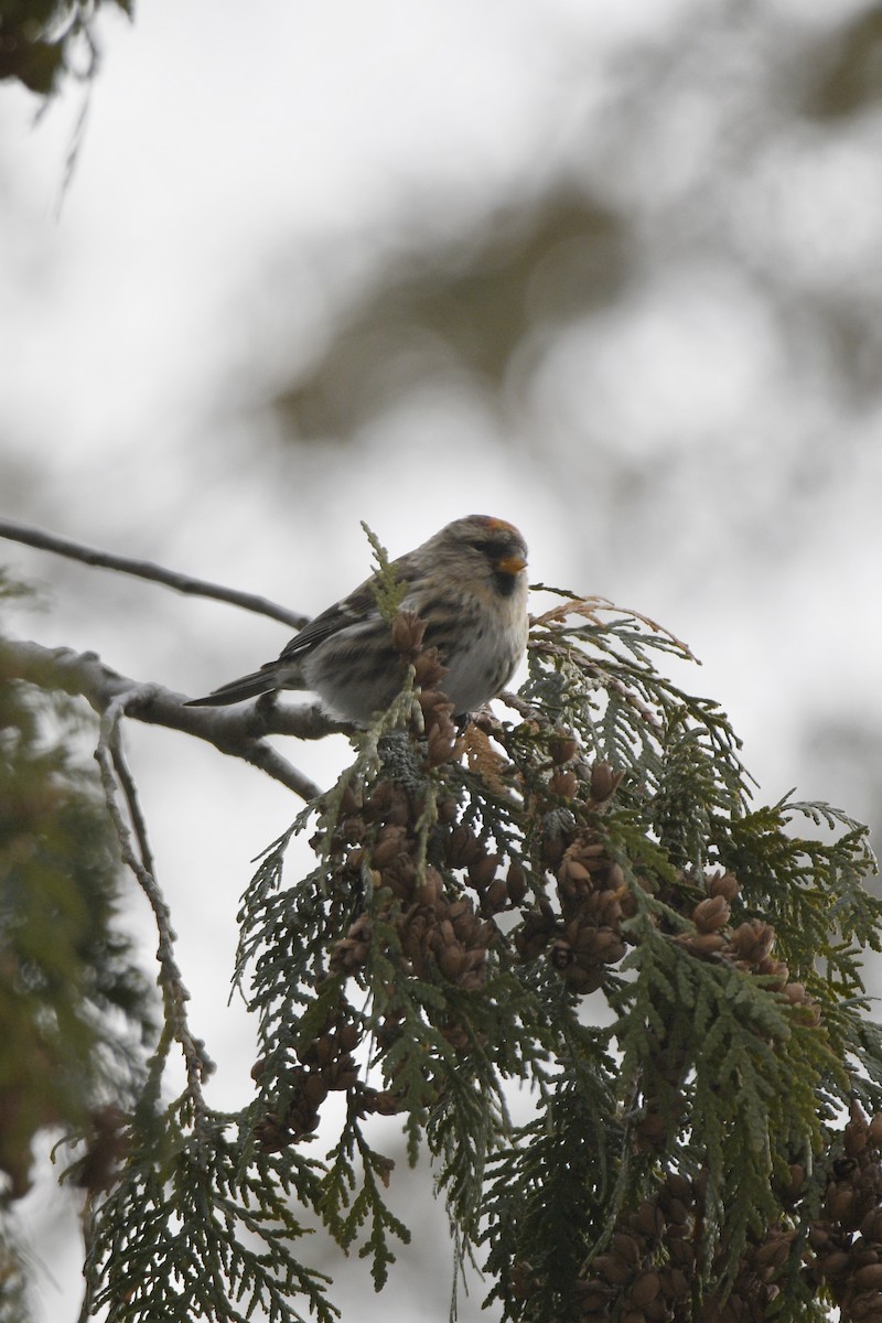 Redpoll - ML646406700