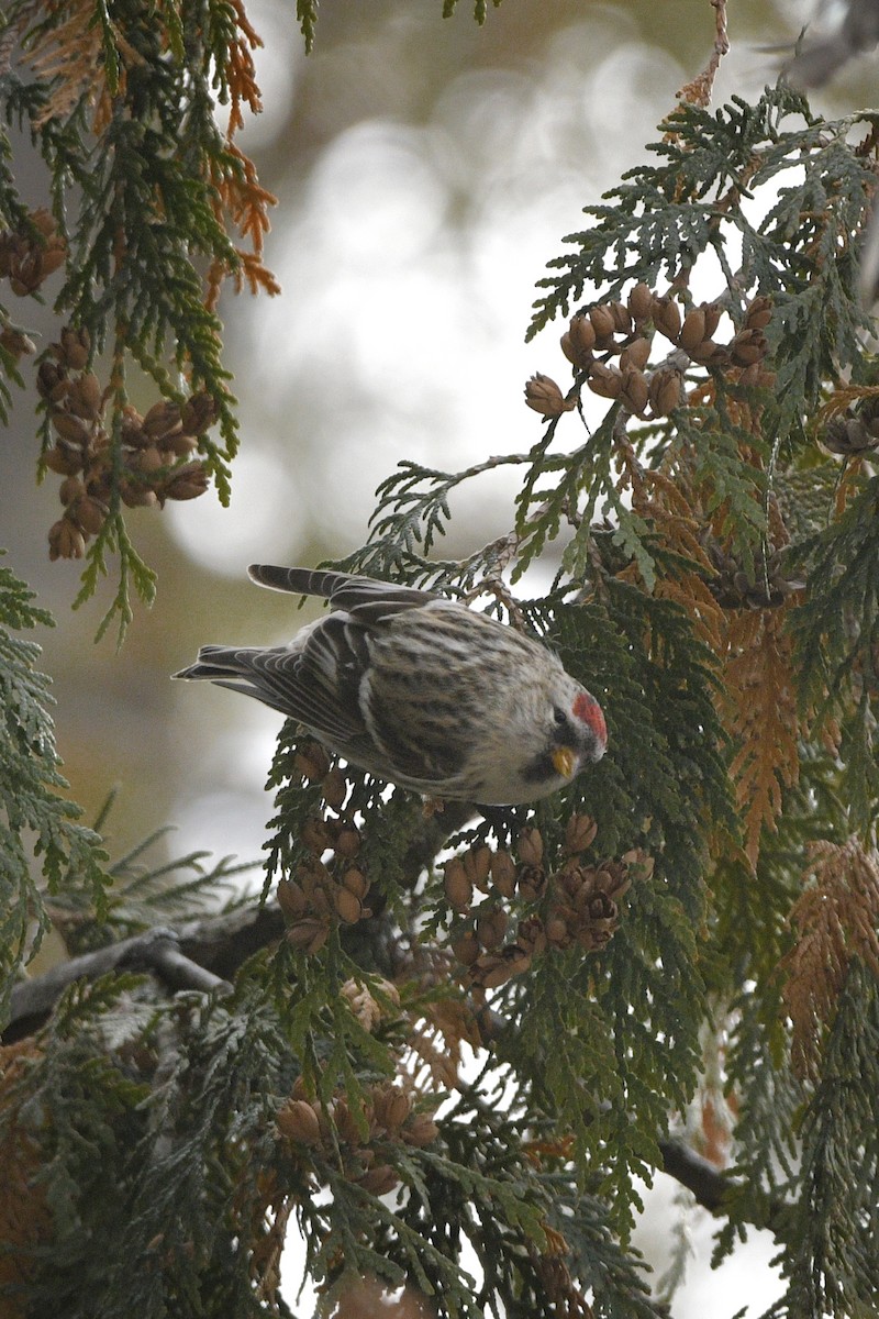 Redpoll - ML646406701
