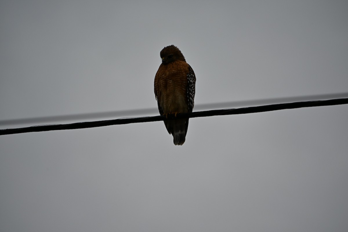 Red-shouldered Hawk - ML646406708