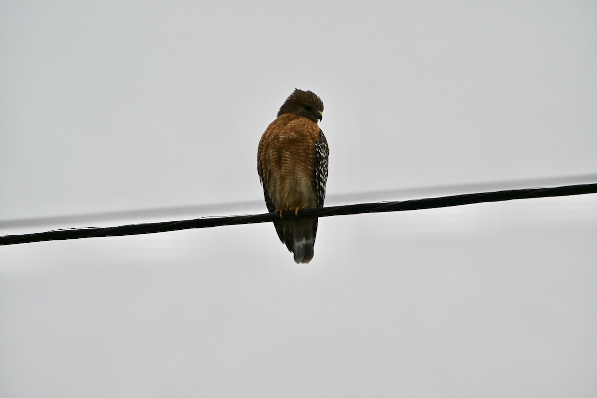 Red-shouldered Hawk - ML646406709