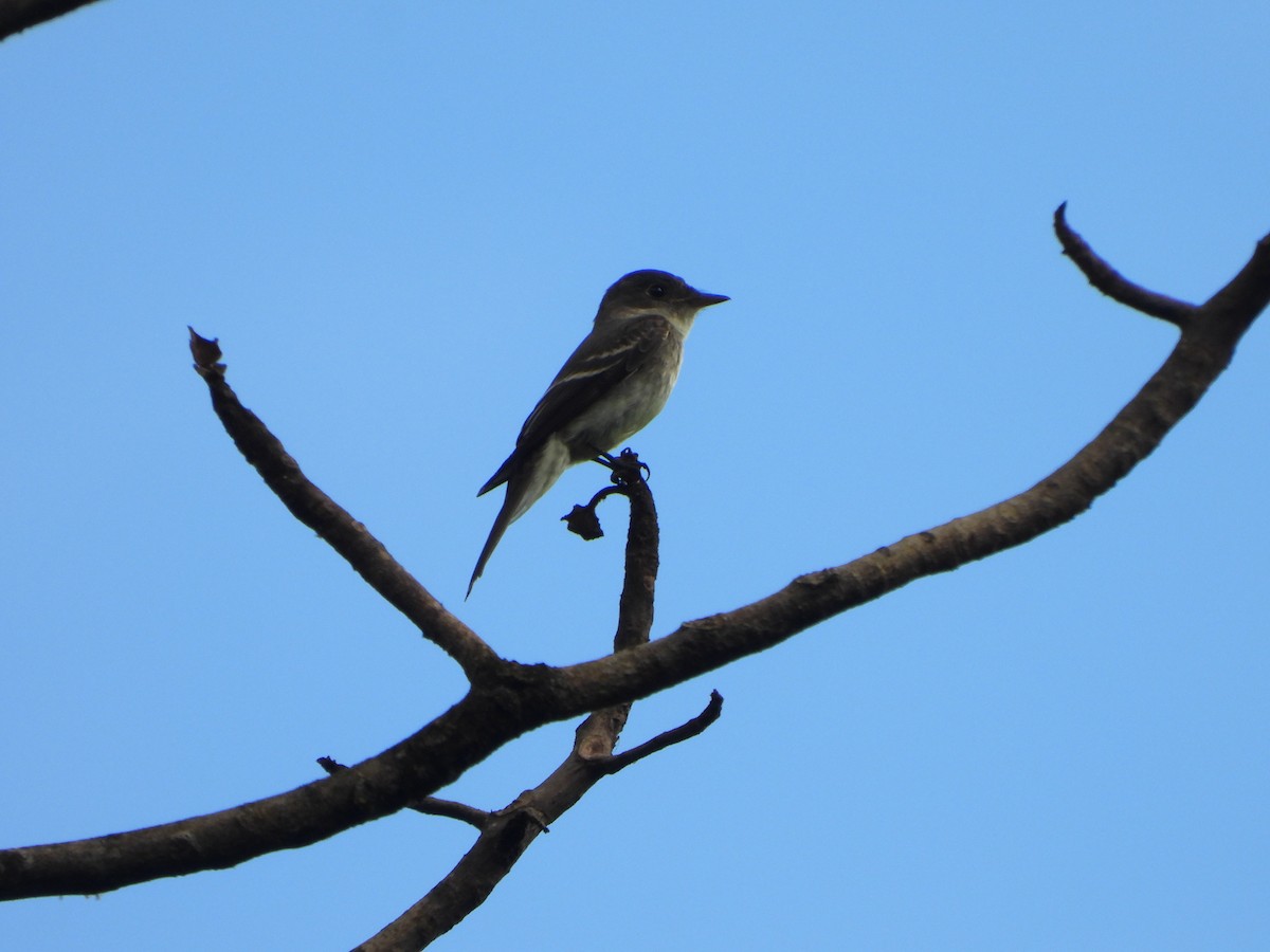 Northern Tropical Pewee - ML646406710