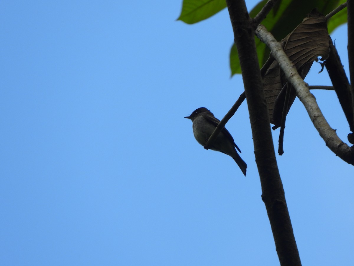 Eastern Wood-Pewee - ML646406711