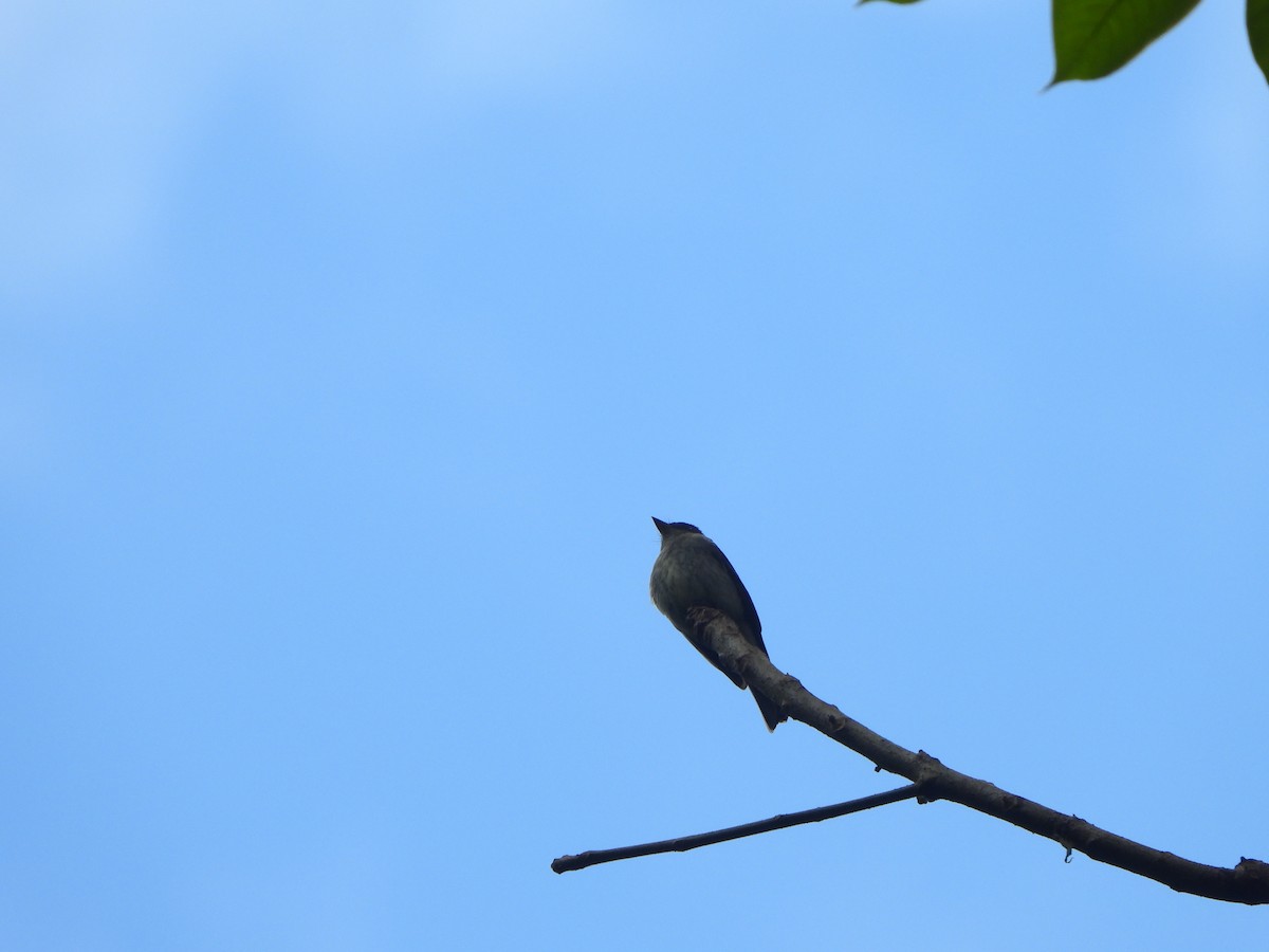 Eastern Wood-Pewee - ML646406712