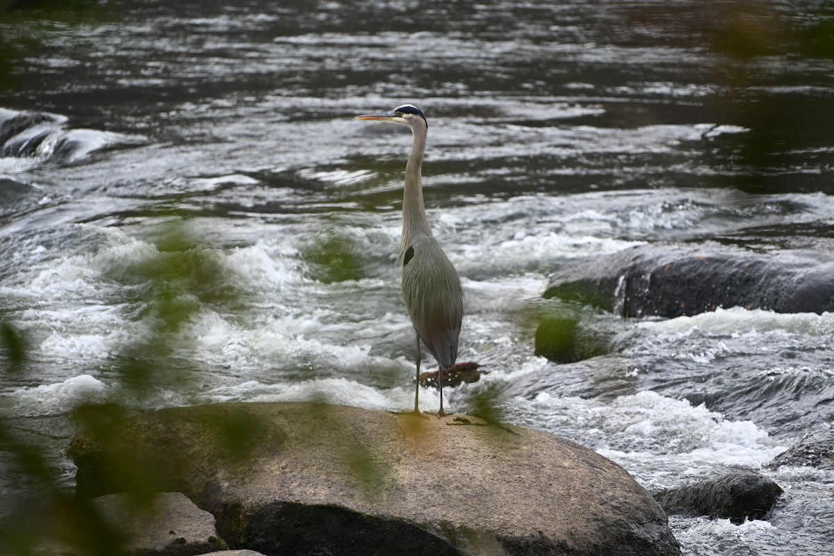 Great Blue Heron - ML646406713