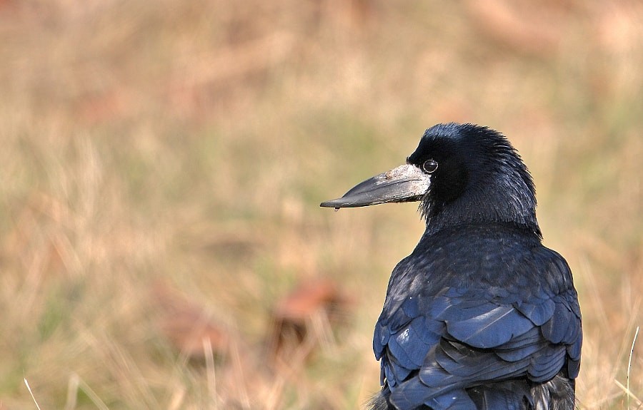 Турлиах хэрээ - ML646406717