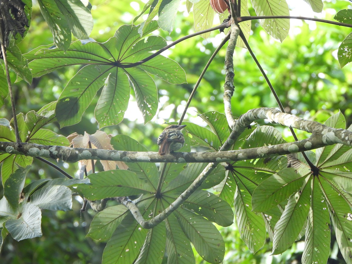 Streaked Flycatcher - ML646406718