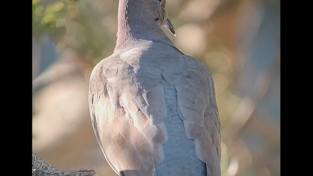 White-winged Dove - ML646406719
