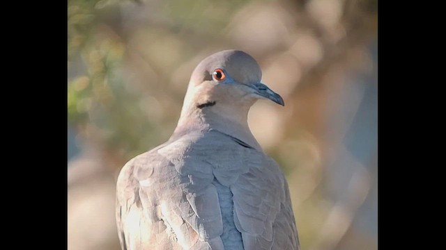 White-winged Dove - ML646406720