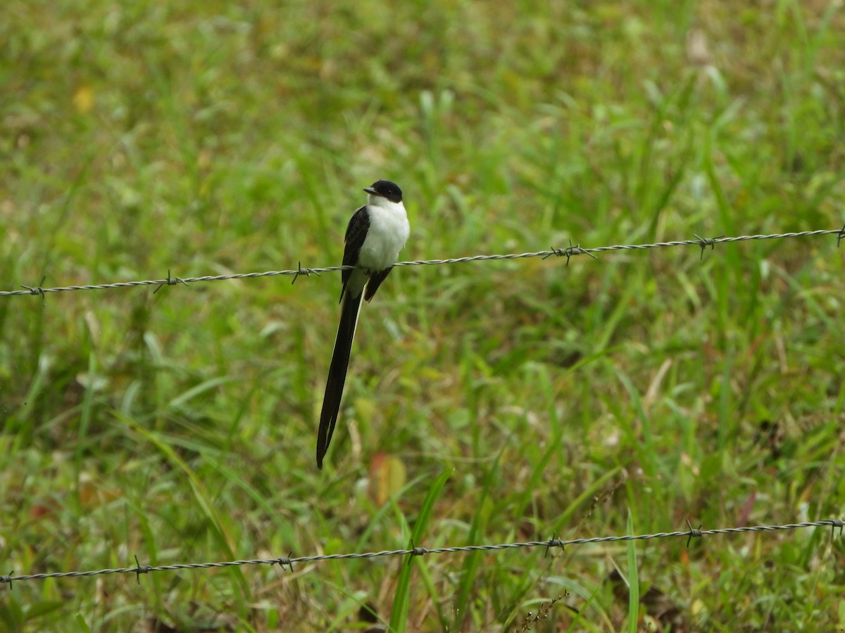 Fork-tailed Flycatcher - ML646406726