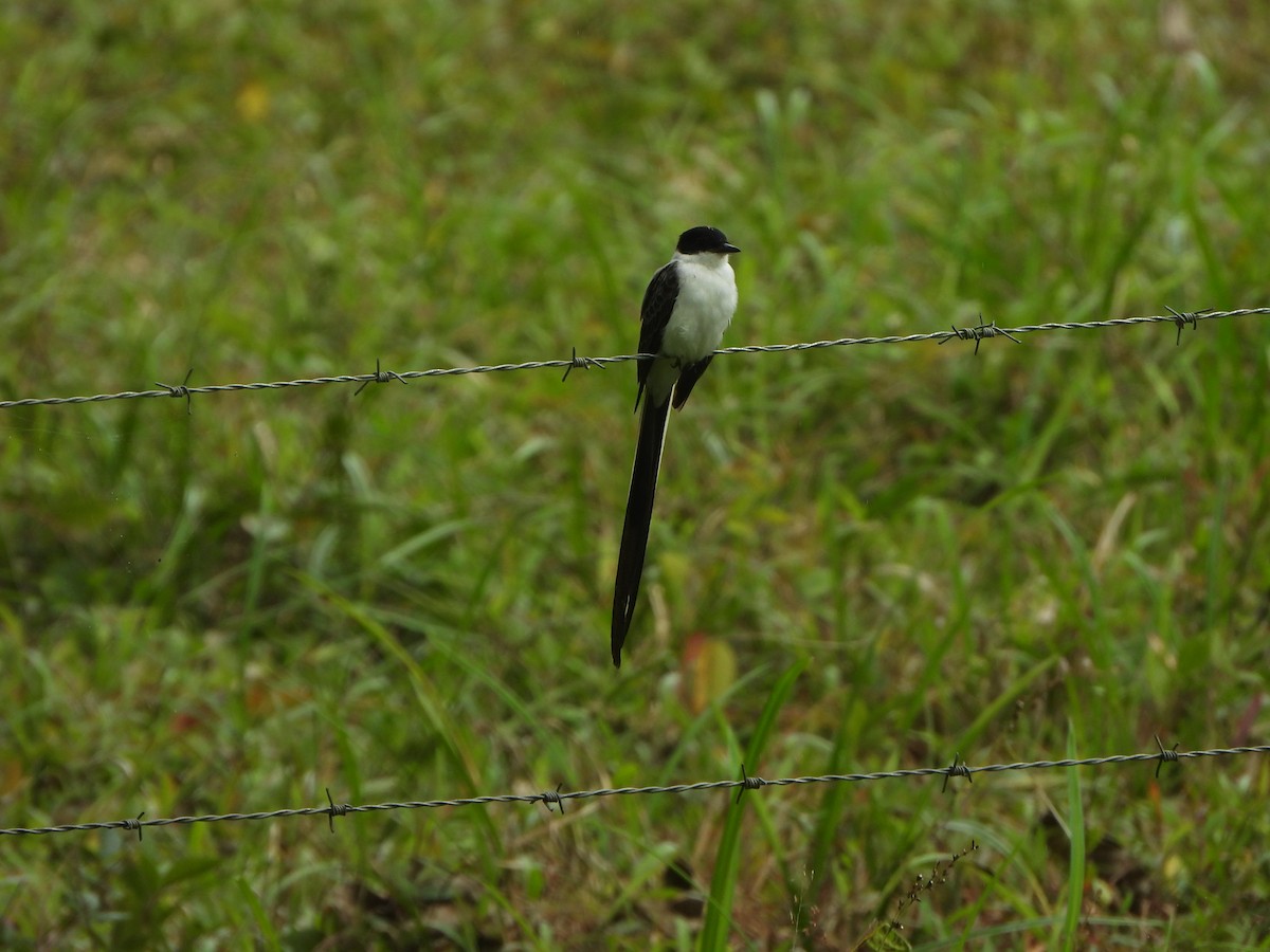 Fork-tailed Flycatcher - ML646406727