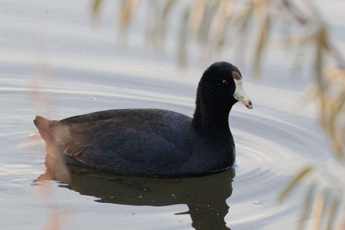 lyska americká - ML646406729