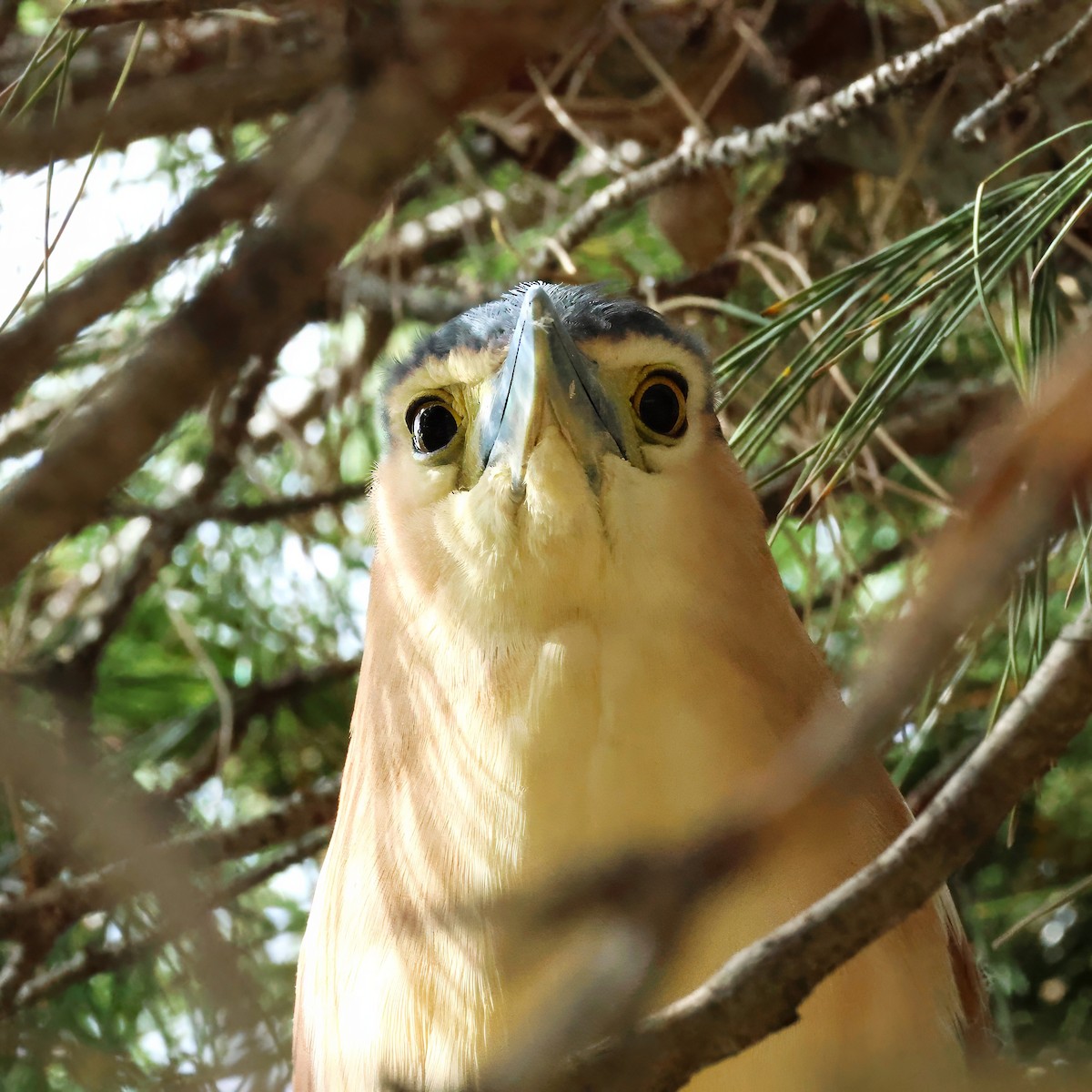 Nankeen Night Heron - ML646406732