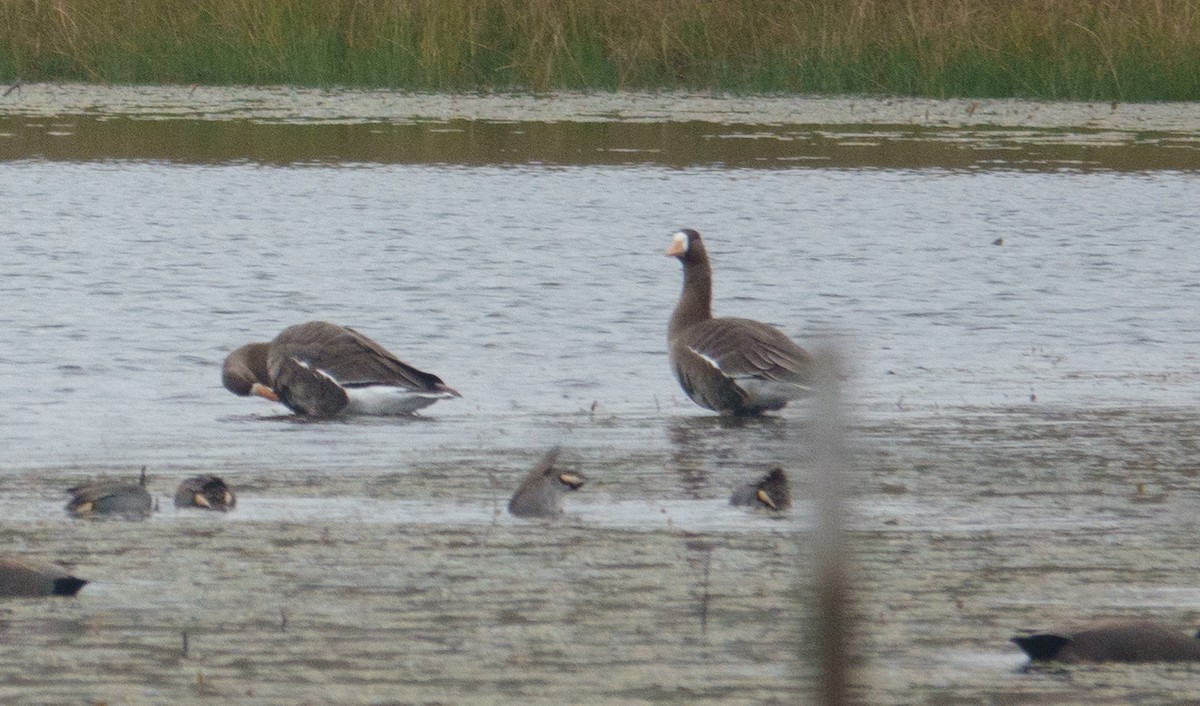 Greater White-fronted Goose - ML646406733