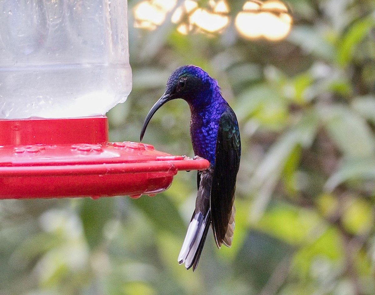 Violet Sabrewing - ML646406734