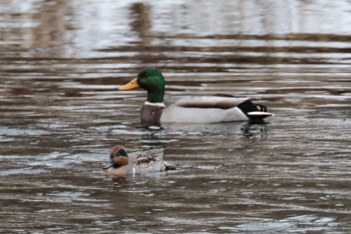 Green-winged Teal - ML646406737