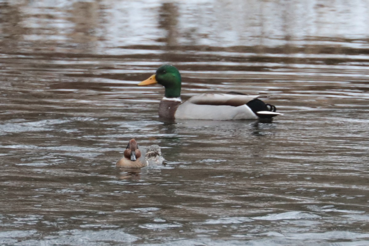 Green-winged Teal - ML646406738