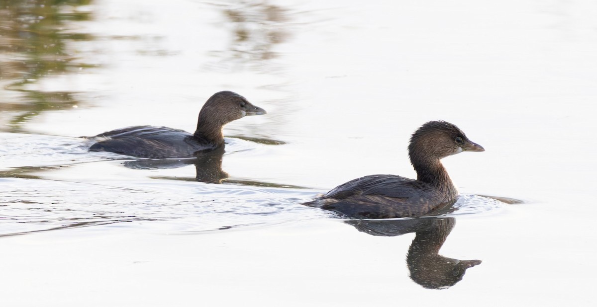 potápka americká - ML646406749