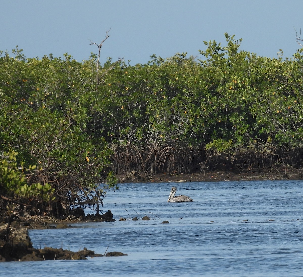 Brown Pelican - ML646406750