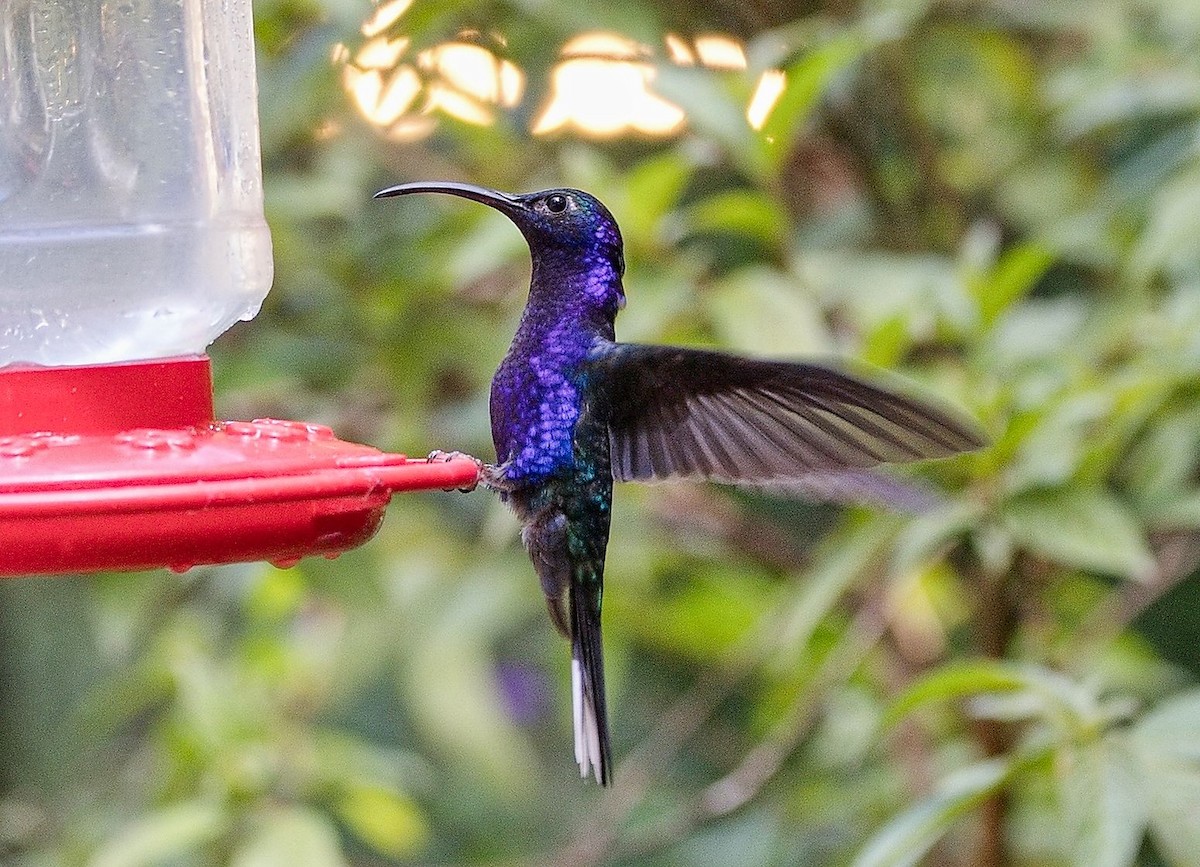 Violet Sabrewing - ML646406751