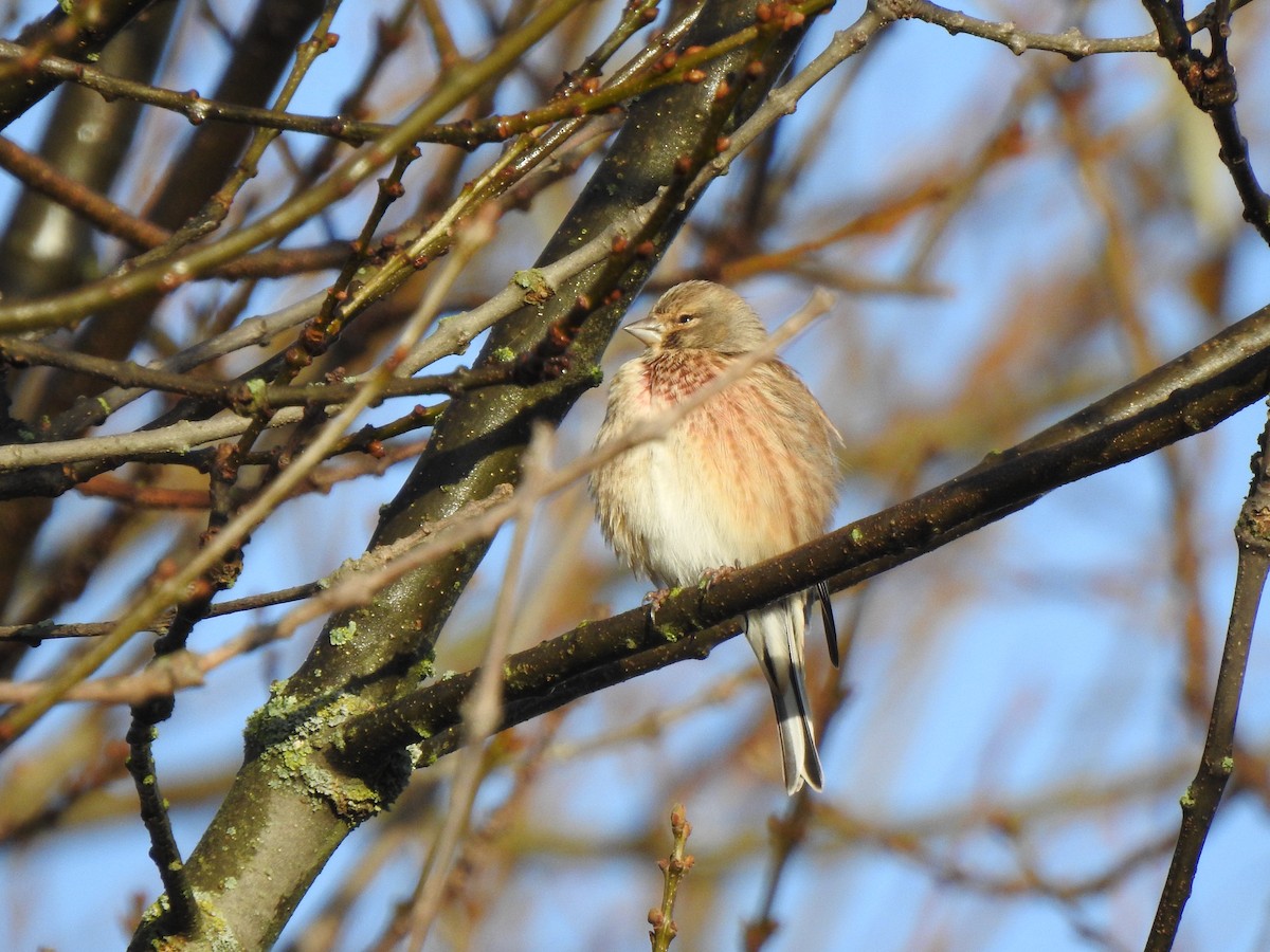 Eurasian Linnet - ML646406752
