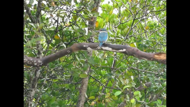 Collared Kingfisher - ML646406754