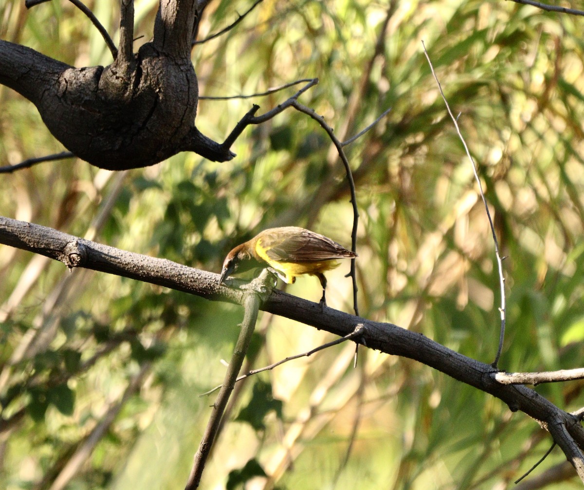 Мочарець жовтогузий - ML646406755