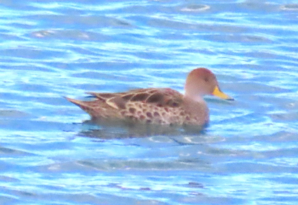 Шилохвіст жовтодзьобий - ML646406756