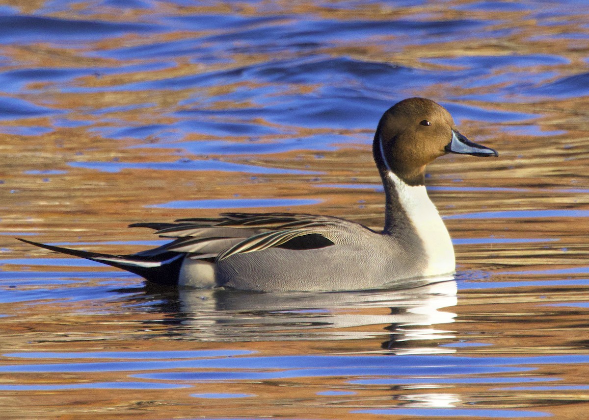 Northern Pintail - ML646406760