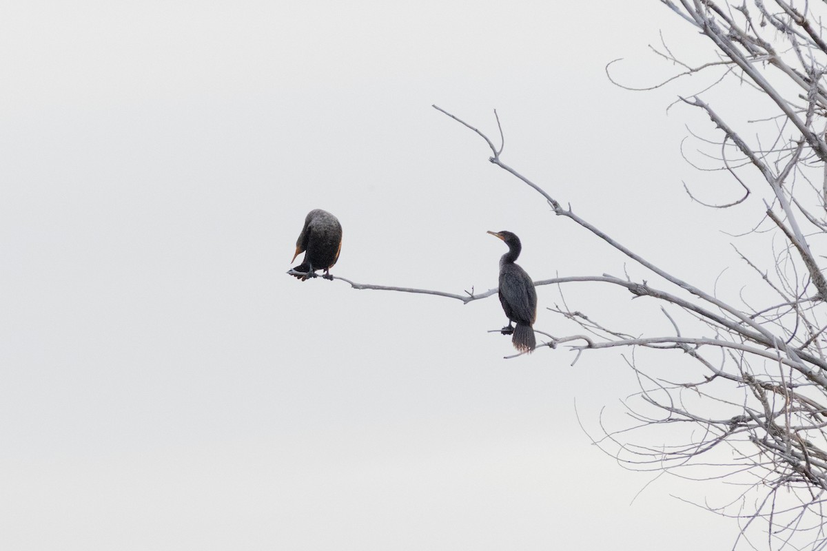 kormorán ušatý - ML646406761