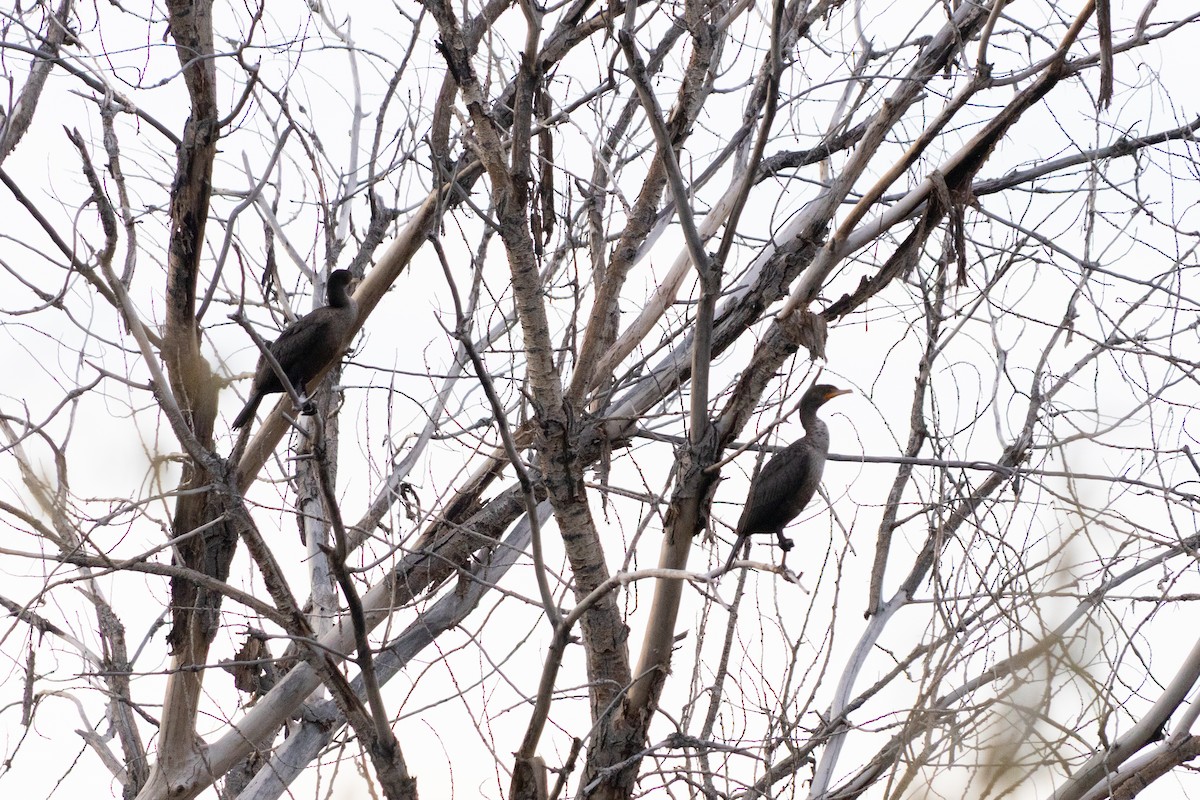 kormorán ušatý - ML646406762