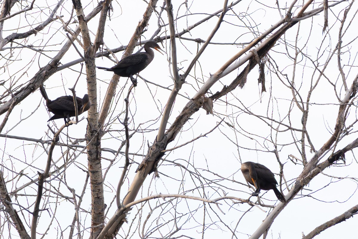 kormorán ušatý - ML646406763