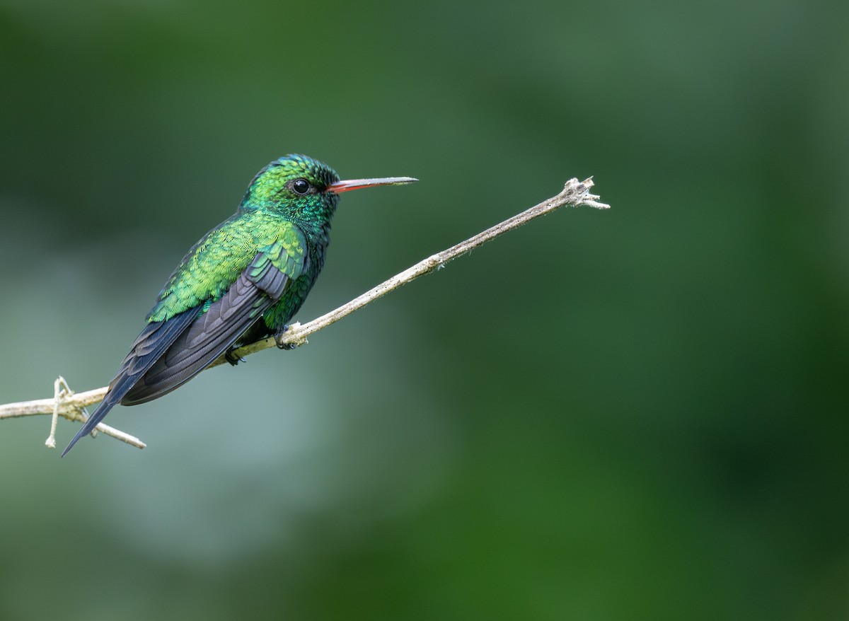 kolibřík cozumelský - ML646406764