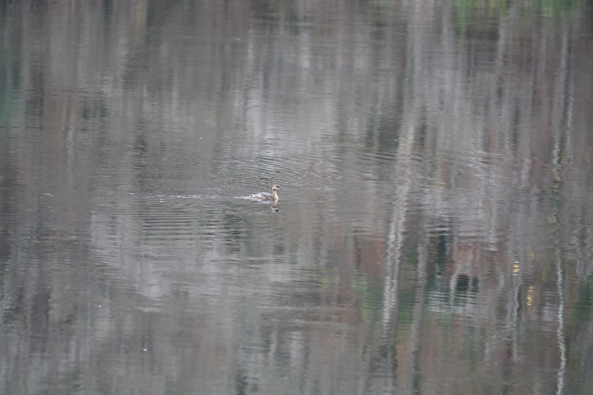 Pied-billed Grebe - ML646406765