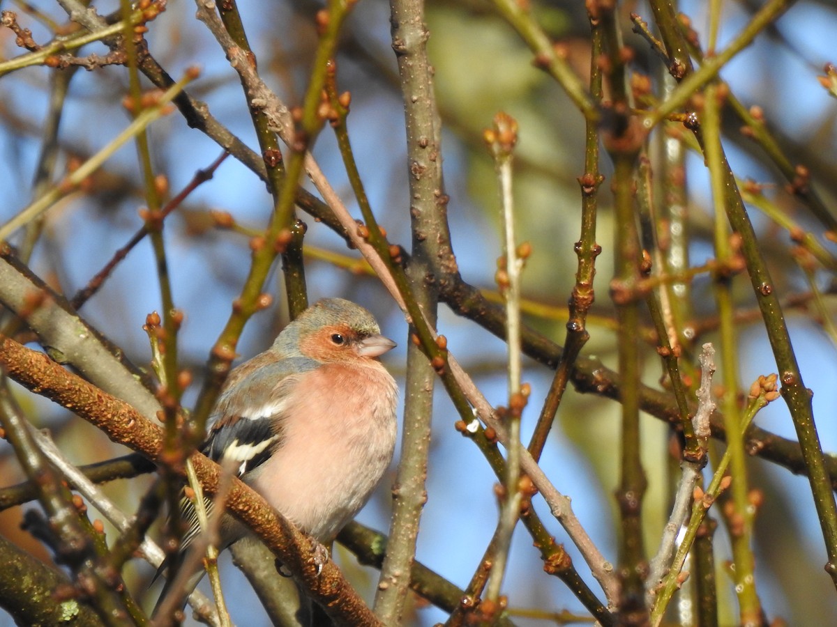 Common Chaffinch - ML646406769