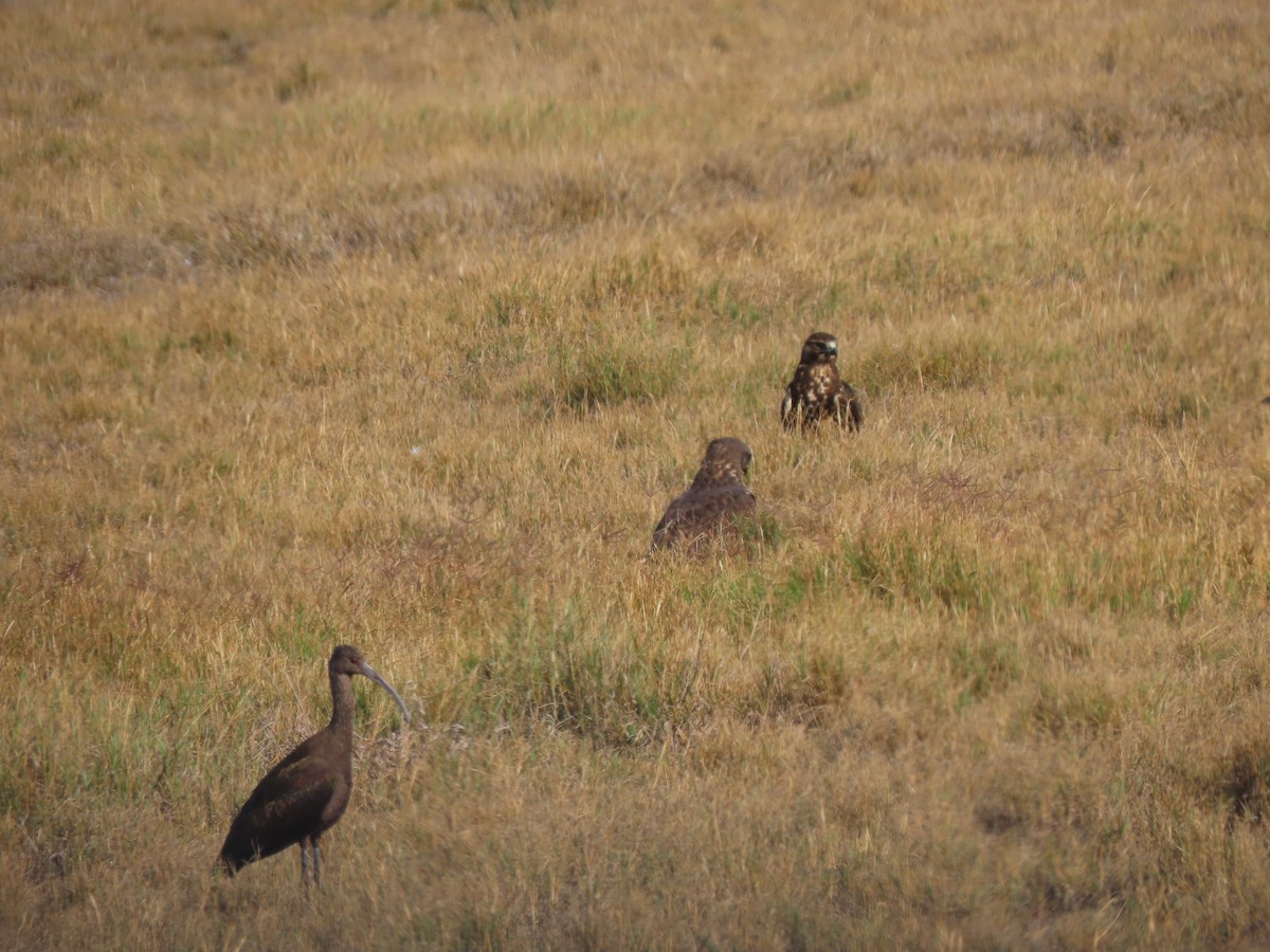 Коровайка американська - ML646406772