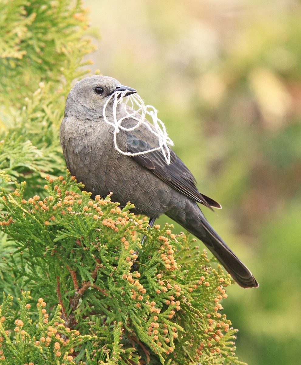 Brewer's Blackbird - ML646406774